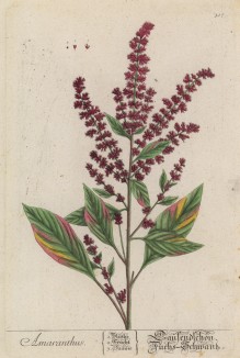Амарант, или щирица (Amaranthus (лат.)) из семейства амарантовые (лист 317 "Гербария" Элизабет Блеквелл, изданного в Нюрнберге в 1757 году)