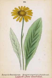 Дороникум (Senecio doronicum (лат.)) (лист 236 известной работы Йозефа Карла Вебера "Растения Альп", изданной в Мюнхене в 1872 году)