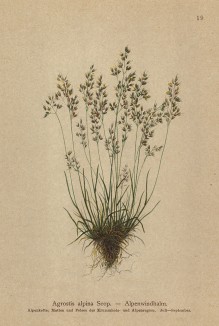 Полевица, или полевичка, метлица, метла -- сорная и кормовая трава из семейства злаки (из Atlas der Alpenflora. Дрезден. 1897 год. Том I. Лист 19)