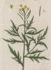 Дикая горчица, или индау (Eruca sylvestris (лат.)) (лист 266 "Гербария" Элизабет Блеквелл, изданного в Нюрнберге в 1757 году)