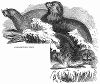 Настоящий тюлень, тюлень-крабоед и морской лев -- ближайшие родственники, принадлежащие отряду ластоногих, обнаруженные английским моряком-полярником Сэром Джеймсом Кларком Россом (1800 -- 1862 гг.) (The Illustrated London News №95 от 24/02/1844 г.)
