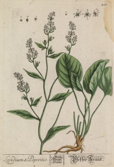 Клоповник посевной (Кресс-салат) (Lepidium Peperitis (лат.)) (лист 448 "Гербария" Элизабет Блеквелл, изданного в Нюрнберге в 1760 году)