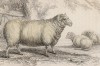 Овцы лейчестерской породы (Leicester sheep (англ.)) (лист 14 тома X "Библиотеки натуралиста" Вильяма Жардина, изданного в Эдинбурге в 1843 году)