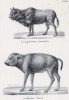 Европейский первобытный бык и самочка бизона (лист 73 первого тома работы профессора Шинца Naturgeschichte und Abbildungen der Menschen und Säugethiere..., вышедшей в Цюрихе в 1840 году)