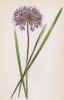 Лук обманчивый (Allium fallax (лат.)) (лист 397 известной работы Йозефа Карла Вебера "Растения Альп", изданной в Мюнхене в 1872 году)