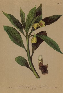 Скополия карниолийская (Scopolia carniolica (лат.)) (из Atlas der Alpenflora. Дрезден. 1897 год. Том IV. Лист 366)