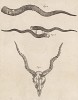 Антилопины рожки (лист XXXVI иллюстраций к двенадцатому тому знаменитой "Естественной истории" графа де Бюффона, изданному в Париже в 1764 году)