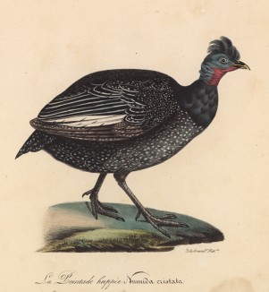 Цесарка хохлатая (лист из альбома литографий "Галерея птиц... королевского сада", изданного в Париже в 1825 году)