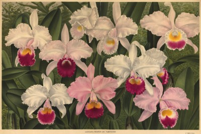 Орхидея CATTLEYA TRIANAE (лат.) (листы DXXX-DXXXI Lindenia Iconographie des Orchidées - обширнейшей в истории иконографии орхидей. Брюссель, 1896)