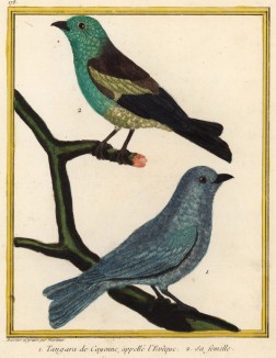 Самец и самка танагры (из Table des Planches Enluminées d'Histoire Naturelle de M. D'Aubenton (фр.). Утрехт. 1783 год (лист 178))