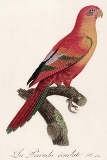 Ярко-красный попугайчик (лист 44 иллюстраций к первому тому Histoire naturelle des perroquets Франсуа Левальяна. Изображения попугаев из этой работы считаются одними из красивейших в истории. Париж. 1801 год)