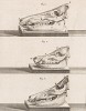 Черепа различных животных (лист XXIV иллюстраций к пятому тому знаменитой "Естественной истории" графа де Бюффона, изданному в Париже в 1755 году)