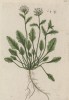 Ложечница лекарственная (Cochlearia officinalis) -- двулетнее травянистое растение из семейства крестоцветные (лист 218 "Гербария" Элизабет Блеквелл, изданного в Нюрнберге в 1757 году)