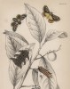 Мотыльки и гусеницы 1,2. Limacodes Cippus&Caterpillar 3,4. Echomidea pithecium&Cater (лат.) (лист 21 XXXVII тома "Библиотеки натуралиста" Вильяма Жардина, изданного в Эдинбурге в 1843 году)