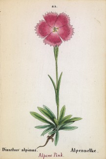 Гвоздика альпийская (Dianthus alpinus (лат.)) (лист 83 известной работы Йозефа Карла Вебера "Растения Альп", изданной в Мюнхене в 1872 году)