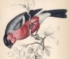 Снегирь за завтраком (Pyrhula vulgaris (лат.)) (лист 19 тома XXV "Библиотеки натуралиста" Вильяма Жардина, изданного в Эдинбурге в 1839 году)