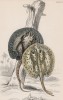 Скат (Trigon histrix (лат.)) (лист 20 тома XL "Библиотеки натуралиста" Вильяма Жардина, изданного в Эдинбурге в 1860 году)