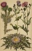 Бодяк полевой (Cirsium arvense), татарник колючий (Onopordon Acanthium), колючник бесстебельный (Carlina acaulis), василёк перистый (Centaurea Scabiosa)