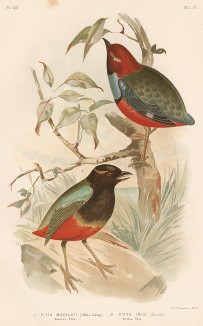 1.Краснобрюхая питта, Рitta Mackloti. 2.Радужная питта, Pitta iris (лат.). G.J.Broinowski. The Birds of Australia comprising three hundred full-pagе illustrations... Т.IV, л.XLV. Мельбурн, 1890