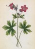 Герань крупнокорневищная, или здравец (Geranium macrorrhizum (лат.)) (лист 102 известной работы Йозефа Карла Вебера "Растения Альп", изданной в Мюнхене в 1872 году)