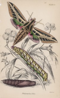 Гусеница -- кокон -- мотылёк Philampelus Vitis (лат.)) (лист 7 XXXVII тома "Библиотеки натуралиста" Вильяма Жардина, изданного в Эдинбурге в 1843 году)