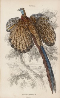 Аргус (Argus giganteus (лат.)) -- родственник фазана с неприлично длинным хвостом, обитающий на острове Борнео (лист 8 тома XX "Библиотеки натуралиста" Вильяма Жардина, изданного в Эдинбурге в 1834 году)
