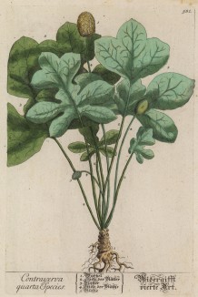 Дорстения contrajerva - дорстения противоядная -- лучшее лекарство от укусов тропических змей (лист 581 "Гербария" Элизабет Блеквелл, изданного в Нюрнберге в 1760 году)