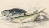 1. Средиземноморская ставрида 2. Чёрный окунь (1. Caranx trachurus 2. Centrolophus pompilus (лат.)) (лист 13 XXXII тома "Библиотеки натуралиста" Вильяма Жардина, изданного в Эдинбурге в 1843 году)
