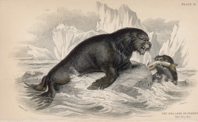 Морской лев по Пернетти (Otaria pernetti (лат.)) (лист 19 тома VI "Библиотеки натуралиста" Вильяма Жардина, изданного в Эдинбурге в 1843 году)