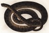Анаконда (Eunectes scytale (лат.)), змея, не требующая комментариев (из Naturgeschichte der Amphibien in ihren Sämmtlichen hauptformen. Вена. 1864 год)