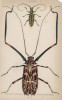 Длинноногий арлекин и жук-усач (1. Acrocinus longimanus 2. Lamia subocellata (лат.)) (лист 25 XXXV тома "Библиотеки натуралиста" Вильяма Жардина, изданного в Эдинбурге в 1843 году)