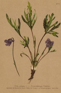 Фиалка перистая (Viola pinnata (лат.)) (из Atlas der Alpenflora. Дрезден. 1897 год. Том III. Лист 270)