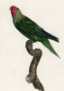 Краснолобый попугайчик (лист 63 иллюстраций к первому тому Histoire naturelle des perroquets Франсуа Левальяна. Изображения попугаев из этой работы считаются одними из красивейших в истории. Париж. 1801 год)
