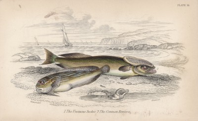Акулья прилипала ремора (1. Echeneis remora 2. Echeneis remora (лат.)) (лист 14 XXXIII тома "Библиотеки натуралиста" Вильяма Жардина, изданного в Эдинбурге в 1843 году)