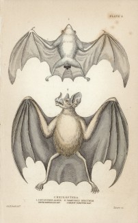Летучие мыши 1. (diclidurus albus) 2. (vampyrus spectrum (лат.)) (лист 2 тома I "Библиотеки натуралиста" Вильяма Жардина, изданного в Эдинбурге в 1842 году)