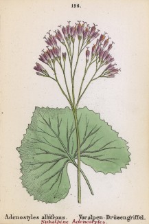 Аденостилес белоцветковый (Adenostyles albifrons (лат.)) (лист 196 известной работы Йозефа Карла Вебера "Растения Альп", изданной в Мюнхене в 1872 году)