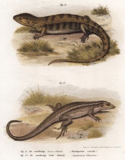 Сцинки Tropidogerhon rudicollis и Aspidosaurus bifasciatus (лат.) (из Naturgeschichte der Amphibien in ihren Sämmtlichen hauptformen. Вена. 1864 год)