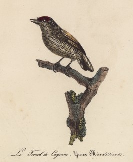 Птичка-вертишейка из рода небольших дятлов Старого света (лист из альбома литографий "Галерея птиц... королевского сада", изданного в Париже в 1822 году)