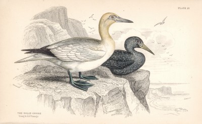 Морская птица олуша (Sula bassana (лат.)) (лист 21 тома XXVII "Библиотеки натуралиста" Вильяма Жардина, изданного в Эдинбурге в 1843 году)
