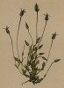 Горечавка тоненькая (Gentiana tenella (лат.)) (из Atlas der Alpenflora. Дрезден. 1897 год. Том IV. Лист 347)