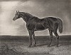 Знаменитая верховая лошадь ирландской породы по кличке Сэр Геркулес (1826-55). Лондон, 1843