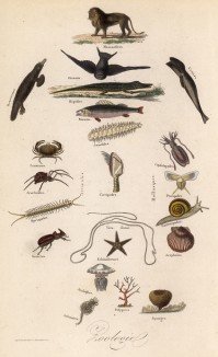 Классификация животного мира (иллюстрация к работе Ахилла Конта Musée d'histoire naturelle, изданной в Париже в 1854 году)