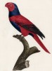 Синегорловый попугайчик (лист 54 иллюстраций к первому тому Histoire naturelle des perroquets Франсуа Левальяна. Изображения попугаев из этой работы считаются одними из красивейших в истории. Париж. 1801 год)