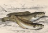 1. Северный морской налим 2. Пятиусый морской налим (1. Mottela tricirrata 2. Motella quinquecirrata (лат.)) (лист 8 XXXIII тома "Библиотеки натуралиста" Вильяма Жардина, изданного в Эдинбурге в 1843 году)