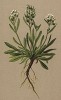 Брайя альпийская (Braya alpina (лат.)) (из Atlas der Alpenflora. Дрезден. 1897 год. Том II. Лист 175)