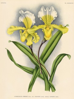 Орхидея CYPRIPEDUM INSIGNE CHANTINI (лат.) (лист DCCXXXVIII Lindenia Iconographie des Orchidées - обширнейшей в истории иконографии орхидей. Брюссель, 1901)