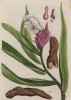Костус (Costus(лат.)), семейство костусовые. Родина костуса -- Бразилия (лист 394 "Гербария" Элизабет Блеквелл, изданного в Нюрнберге в 1757 году)