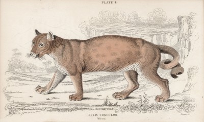 Пума, или горный лев (Felis Concolor (лат.)) по Вилсону (лист 4 тома III "Библиотеки натуралиста" Вильяма Жардина, изданного в Эдинбурге в 1834 году)