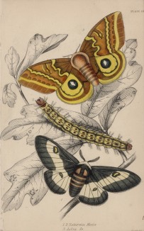 Павлиноглазка Майя и мотылёк Aglia Io (1,2. Saturnia Maia 3. Aglia Io (лат.)) (лист 16 XXXVII тома "Библиотеки натуралиста" Вильяма Жардина, изданного в Эдинбурге в 1843 году)