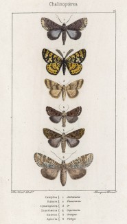 Некоторые бабочки родов Catephia, Fidonia, Cymatophora, Dianthaecia, Hadena и Aplecta (лат.) (лист 76)